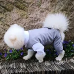 Chien en costume élégant dans un jardin coloré, alliant charme et douceur.