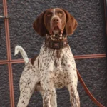 Chien élégant à pelage blanc et marron, confiant et alerte avec un regard intelligent.