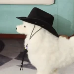 Chien blanc mignon avec chapeau cowboy noir dans un intérieur chaleureux et accueillant.