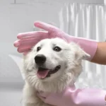 Un chien Samoyède heureux se fait toiletter avec soin par une personne aux gants roses.