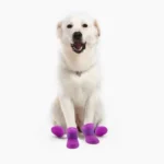 Chien blanc joyeux avec bottes violettes, adorable et stylé, prêt à samuser !