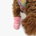 Chien caramel avec botte rose et pull coloré, adorable compagnon à quatre pattes.