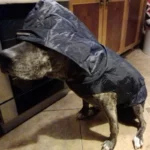 Chien brindle heureux en imperméable noir, prêt pour la pluie dans une cuisine chaleureuse.