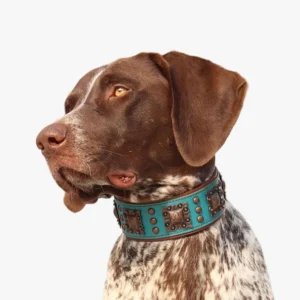 Chien à taches blanches et marron, collier turquoise, yeux curieux et doux.