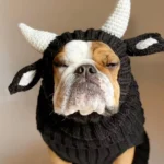 Chien bulldog en costume de taureau, détendu et adorable, sur fond clair.