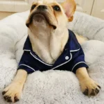 Chien bulldog français en pyjama, confortablement installé sur un lit douillet et moelleux.