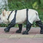 Chien bulldog français en tenue de protection, marchant sur un pavé, journée ensoleillée.