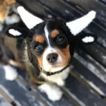 Chien Cavalier King Charles mignon avec un chapeau en forme de cornes de vache.