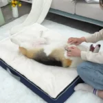 Corgi détendu sur un lit douillet, moment tendre avec son propriétaire dans un salon accueillant.