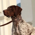 Pointer allemand attentif avec collier en cuir, se tenant prêt à laventure en plein air.