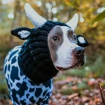 Chien en costume de vache amusant dans un décor automnal.