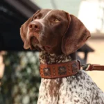 Chien élégant brun et blanc en promenade dans un parc, ambiance sereine et chaleureuse.