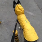 Chien en imperméable jaune se promenant joyeusement sous la pluie en milieu urbain.