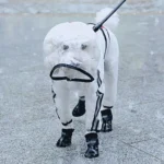 Un chien joyeux en tenue blanche, marchant dans la neige, prêt pour laventure hivernale.