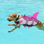 Chien sautant joyeusement dans une piscine avec un gilet de sauvetage coloré.