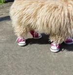 Un chien fluffy avec des baskets roses, prêt à jouer dans le jardin ensoleillé.