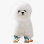 Bichon Frise mignon avec un pelage duveteux et des chaussures colorées vibrantes.