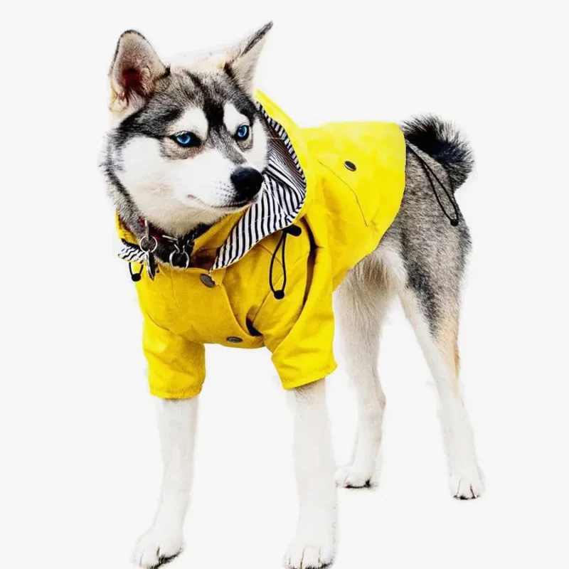 Chien fluffy en imperméable jaune, yeux bleus brillants, prêt pour laventure sous la pluie.