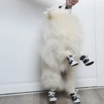 Un chien fluffy en sneakers joue joyeusement avec son maître contre un mur blanc.