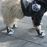 Chien fluffy en sweat et baskets, prêt pour une sortie amusante.