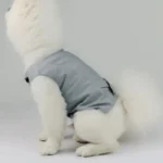 Chien fluffy en veste grise, élégant et adorable, sur fond neutre doux.