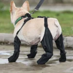 Un bulldog français en mouvement avec un pantalon de protection pour les aventures en plein air.