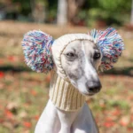 Chien élégant en extérieur avec bonnet coloré et pompons, rayonnant de joie.