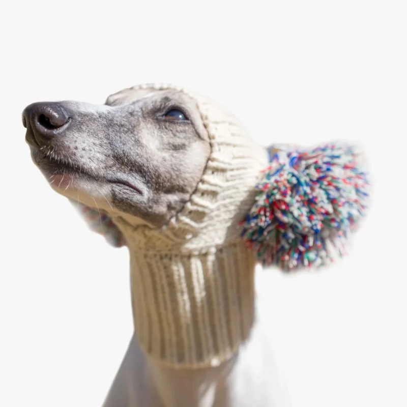 Greyhound élégant portant un chapeau tricot crème avec un pompon coloré.