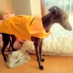 Un greyhound en manteau jaune dans un intérieur chaleureux et accueillant.