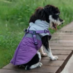 Chien joyeux sur un chemin en bois, habillé dun manteau coloré, en pleine nature.