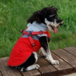 Chien joyeux sur plateforme en bois, habillé dun élégant vêtement rouge et gris.