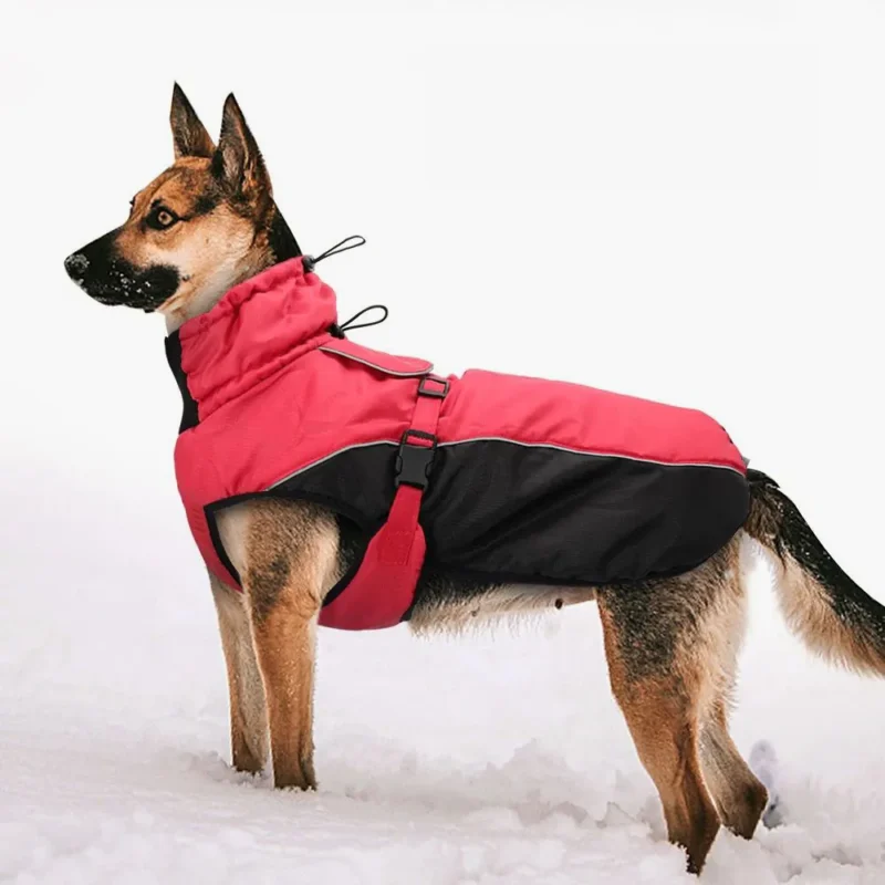 Chien agile en manteau rouge, joyeusement posé dans la neige fraîche.