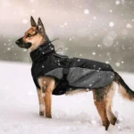 Chien élégant en manteau dhiver dans un paysage enneigé, prêt pour laventure.