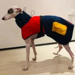 Chien élégant en manteau rouge et bleu, style moderne, confort et praticité.