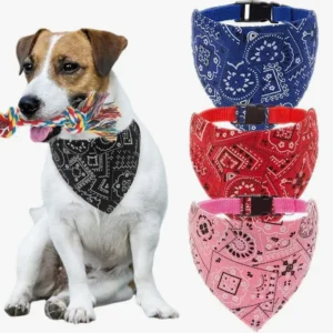 Jack Russell joyeux avec jouet coloré et bandanas stylés pour chiens.