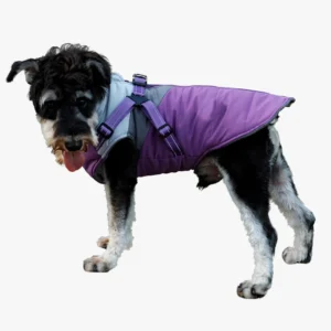 Chien heureux en manteau dhiver violet et gris, prêt pour les aventures en extérieur.