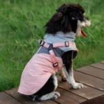 Chien heureux en extérieur, portant un manteau stylé, sur une surface en bois.