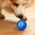 Un chien curieux joue avec une balle bleue, capturant un moment joyeux et aventureux.