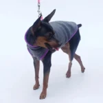 Petit chien joyeux en veste grise avec bordure violette, prêt pour une promenade.