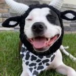 Chien joyeux en costume de vache allongé sur lherbe verte, sourire éclatant.