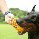 Un Doberman joue joyeusement avec un jouet en forme de gaufre dans un parc.