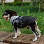 Chien mixte en manteau gris sur un chemin en bois, dans un cadre verdoyant.