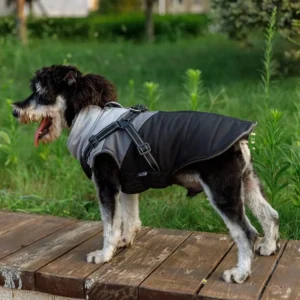 Chien mixte en manteau gris sur un chemin en bois, dans un cadre verdoyant.