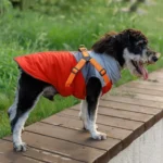 Petit chien curieux en veste orange et grise sur une plateforme en bois, dans un parc.