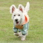 Chien joyeux courant dans un champ vert, vêtu dune veste colorée.