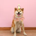 Chien Shiba Inu joyeux en fête avec chapeau coloré et collier sur fond rose.