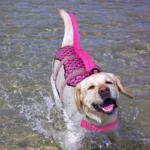 Chien joyeux en gilet de sauvetage rose nageant dans leau claire et ensoleillée.