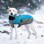 Labrador heureux dans la neige, prêt pour une aventure hivernale joyeuse et chaleureuse.