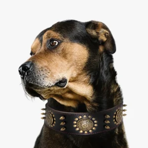 Chien majestueux avec collier en cuir élégant, sur fond blanc minimaliste.