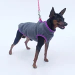 Chien mignon en pull gris et rose, prêt pour une promenade joyeuse.